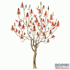 最全100-1张精美园林植物水彩效果图（拉丁名+种名） - 手绘效果图 - 园林学习网 - 10年专注！最大最精最专一的园林景观行业交流平台 - 手机版