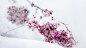 #berries, #snow | Wallpaper No. 70019 - wallhaven.cc