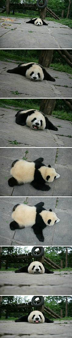 趴趴熊猫evenww采集到表情包采集nipic.