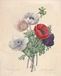anemone-rawscan.jpg (4584×5681)