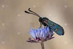 在自然环境中夜间活动的蝴蝶