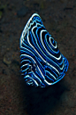 theoceaniswonderful:Juvenile Emperor Angelfish - Seraya by Rowland Cain 