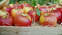 摘苹果在花园里，秋收季节在果园里，木箱里装着苹果