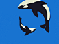 鲸鱼动画【AE源文件】