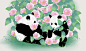 可爱的熊猫们，与芙蓉花的日子。#插画#