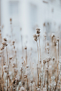 Plant, tree, ornament and animal HD photo by Brina Blum (@brina_blum) on Unsplash : Download this photo by Brina Blum (@brina_blum)