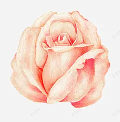 粉色玫瑰花 创意素材