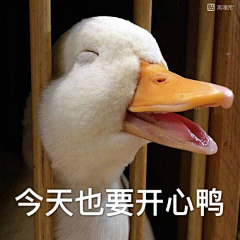 付之伊笑采集到表情包