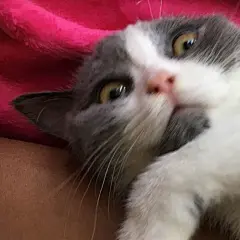 【图片】给大家发一点猫咪的表情包_猫吧_百度贴吧