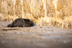 黑山科托尔，一只可爱的虎斑猫正安静地躺在一所老房子墙边的小路上休息