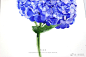 #水彩# 绣球花儿 ​​​教程，步骤 李淡淡