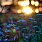 flowers and light#春暖花开#