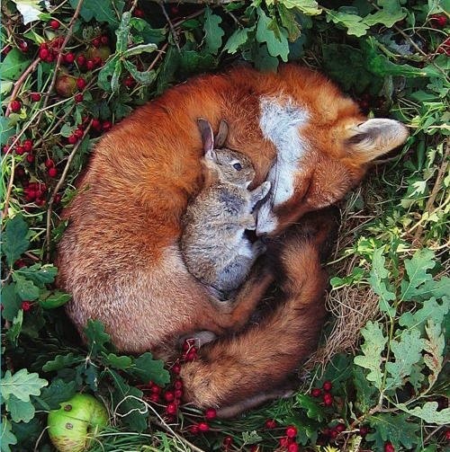 sleepy fox and baby ...