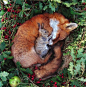 sleepy fox and baby bunny!