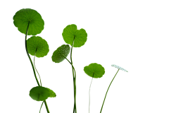 无人共此歌、采集到植物