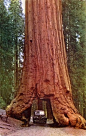 Redwoods...