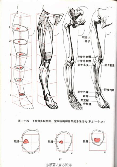 lilahou采集到人体结构