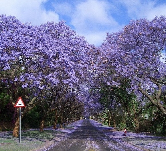 ：世界上最美的十大树隧道 别错过 #美景...
