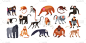 猴子,可爱的,猿,幽默,金丝猴,狮尾猴,濒危物种,长鼻猴,野生动物,收集