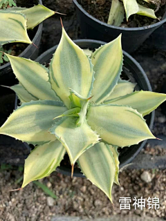 龚纯剑采集到沙漠植物