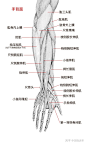 坚持学画：人体结构之肌肉部分——前臂和手 : 前臂或称下臂，包含了15块组成其表面形态的肌肉。由于这一区域较为复杂，我们可以将它们大致分为3个基本肌群： 屈肌、伸肌和嵴肌。 有3块屈肌（桡侧腕屈肌、尺侧腕屈肌、指浅屈肌）起自肱骨内上髁，向下延伸至手的…