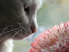 墨绿色橘子采集到cat