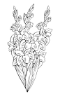 剑兰花图形黑白孤立花束素描插图向量插画图片