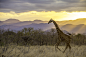 马赛马拉肯尼亚野生动物园的长颈鹿
Masai Mara Kenya Safari by Michael Holtby on 500px