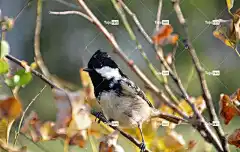 弹簧鸟 鸟 花壁纸 春天 知更鸟 美丽的花朵 花朵 自然 枝杈