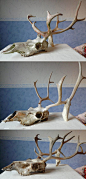 Reindeer Skulls by CabinetCuriosities.deviantart.com on @deviantART: 