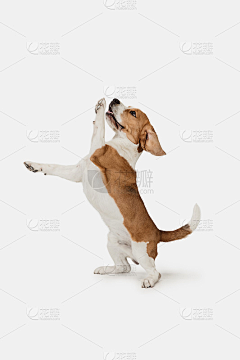LjwVdvaT采集到猫狗
