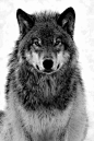 旅游,旅行,西部豪华,美国,怀俄明州,西部,野生动物,狼,黄石公园,黄石国家公园,危险‬,攻击‬,恶棍‬,狗‬,自然,wolf,wolves
