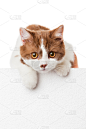 可爱的,布告栏,小猫,短毛猫,空白的,垂直画幅,留白,小的,爪子,动物身体部位
