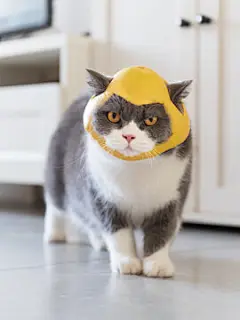 点击来源直接获取大图文件 |British Shorthair cat wearing a helmet made of grapefruit skin