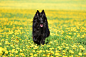 dog-dandelion-pet-animal-96da76b00c405f94039b77d216c0501c.jpg (6016×4016)