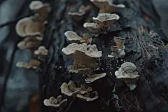 生长在树干的蘑菇食材高清图片