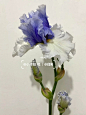 德国鸢尾：爱普威 : 今年的花开的比往年晚了几天 美貌不减呀 本想能分享切花 无奈又遇疫情   和花花一起居家吧   补充一下哈：有出侧芽的打算 打算是花后分出来种一加仑盆里养活了再出噢 #德国鸢尾  #庭院植物  #鲜切
