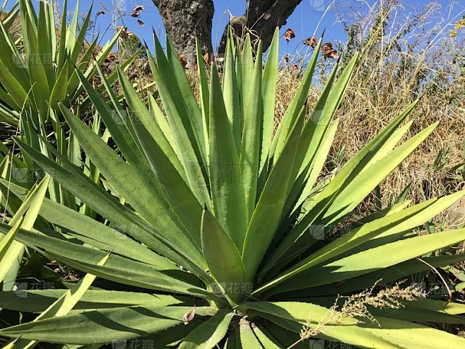 龙舌兰植物(龙舌兰spp，公羊禁酒)素材-花瓣网