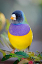 lady gouldian finch