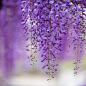 紫藤花。