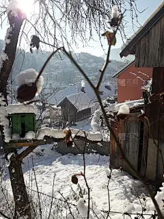 下雪天在我阳光明媚的花园里细枝大叶