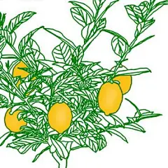 柠檬树基础养护知识手册，轻松养好结果多