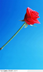 花艺摆设-斜放的红玫瑰鲜花图片素材