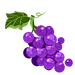 水果插图#PNG素材#