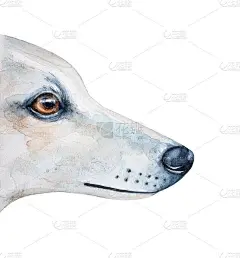 水彩画白色的狗的侧面与美丽的琥珀眼睛。手绘水彩艺术绘画，剪纸元素的设计装饰，印刷，贴纸，横幅，卡片，