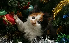 可爱猫咪的圣诞节桌面高清壁纸桌面壁纸3