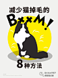 减少猫掉毛的8种方法_1_BxxmPet爆宠_来自小红书网页版_看图王