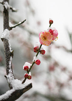 *踏雪寻梅*采集到梅