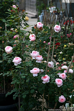 蓝莓小主采集到花朵集四