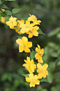 植物录｜初春几种金色花中最漂亮也是最容易辨识的一种